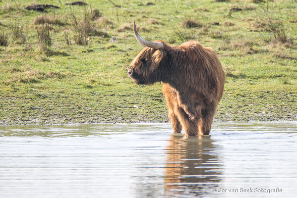 Schotse Hooglander