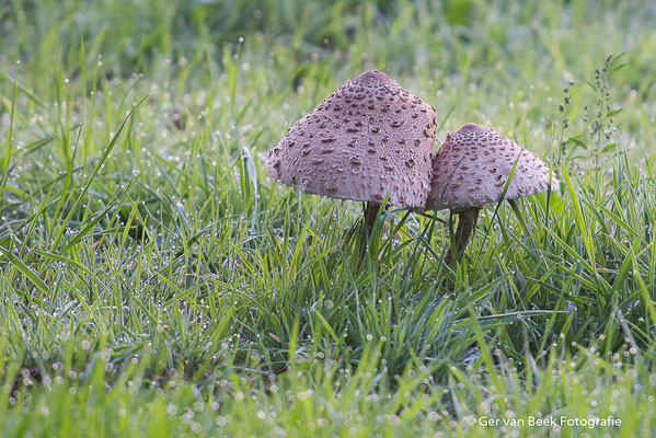 Grote Parasolzwam