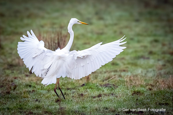 Grote zilverreiger