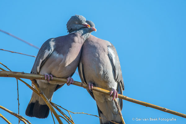 Love is in the air......