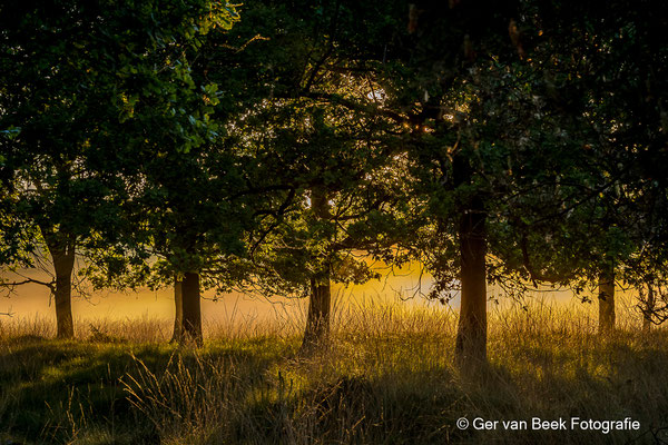 Zon door de bomen