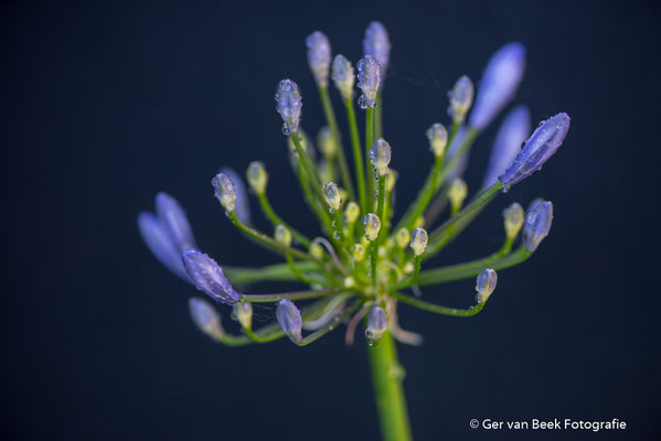 Agapanthus