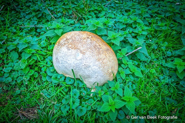 Reuzenbovist, 35 cm doorsnede