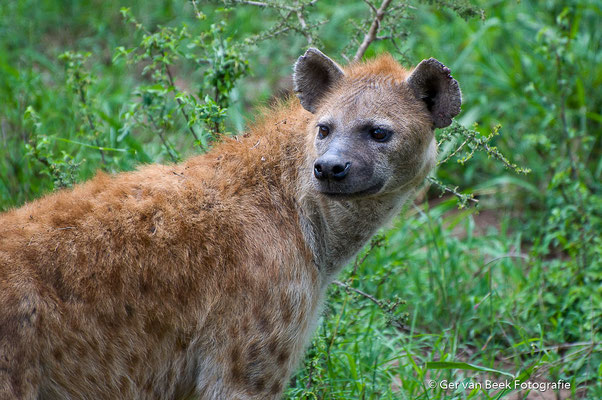 Gevlekte hyena