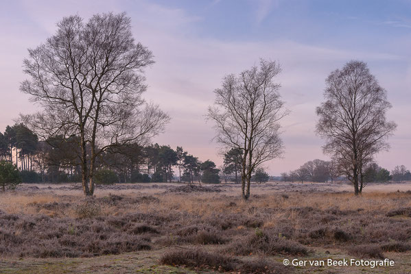 Heide