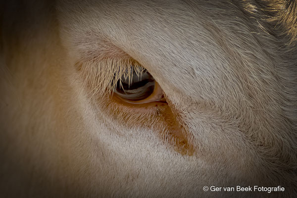 Blonde d'Aquitaine
