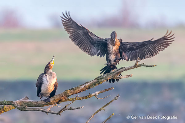 Aalscholvers
