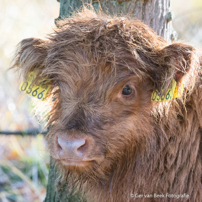 Jonge Schotse hooglander