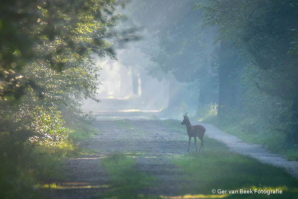 Mysterieuze ontmoeting