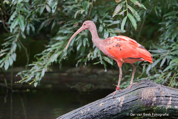 Rode ibis