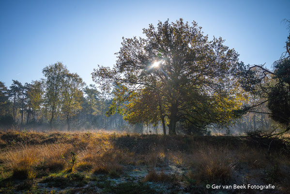 Zon door de bomen ....