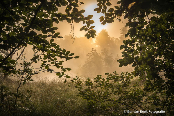Oisterwijkse bossen en vennen