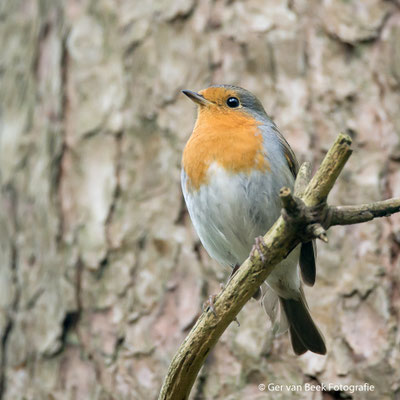 Roodborst