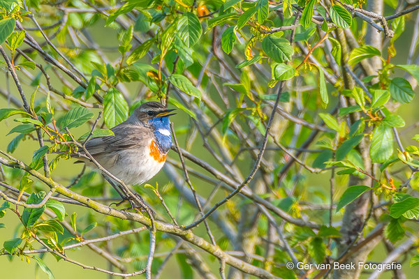 Blauwborst