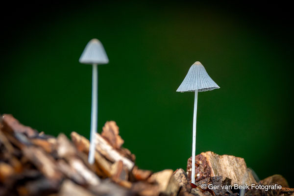 Melksteelmycena