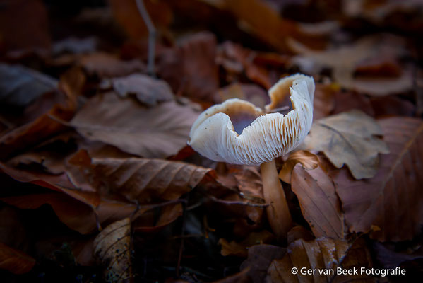 Botercollybia