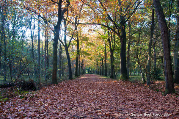 Laan bij Villa Kampina