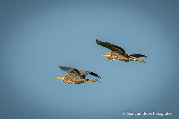 Purperreiger