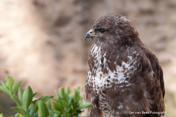 Buizerd
