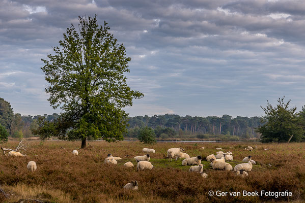 Kudde schapen