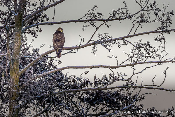 Buizerd