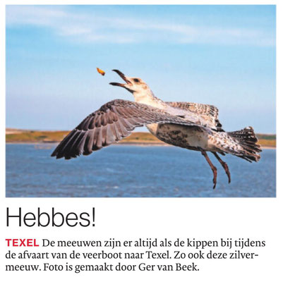 Zilvermeeuw, Brabants Dagblad
