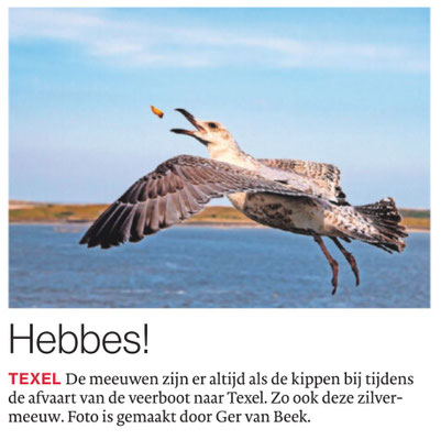 Zilvermeeuw, Brabants Dagblad
