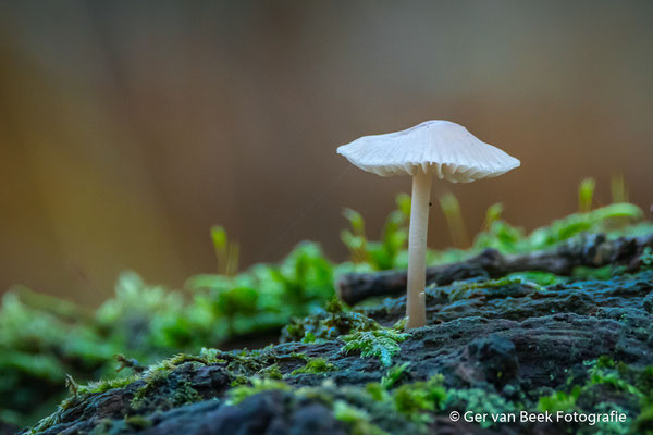 Bleekgele Mycena