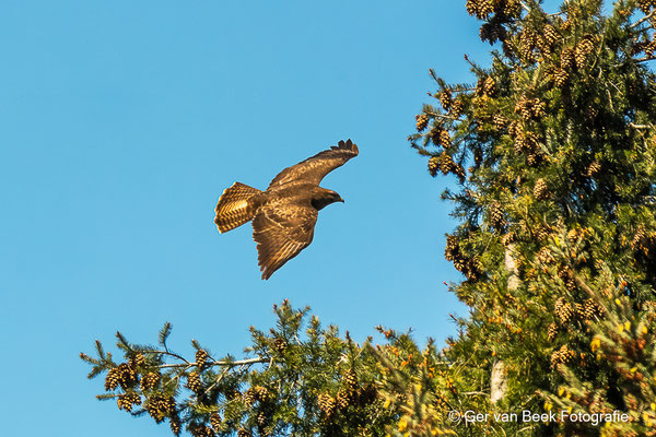 Buizerd