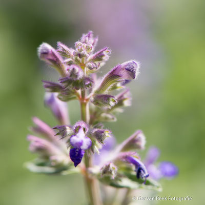 Blauw Kattenkruid