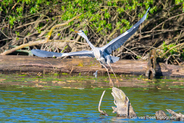 Blauwe reiger