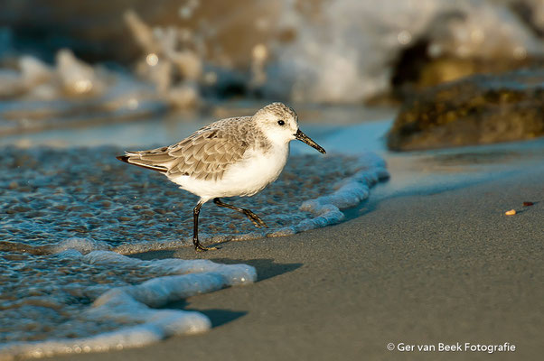 Drieteen strandloper