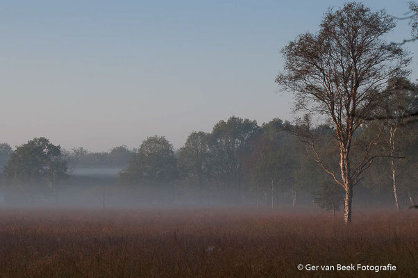 Kampina