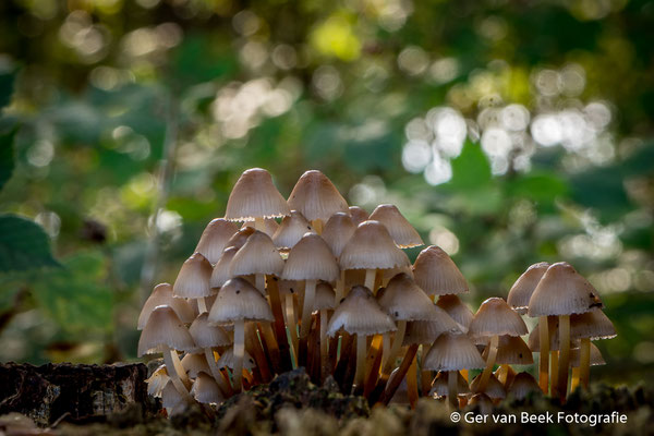 Bundelmycena