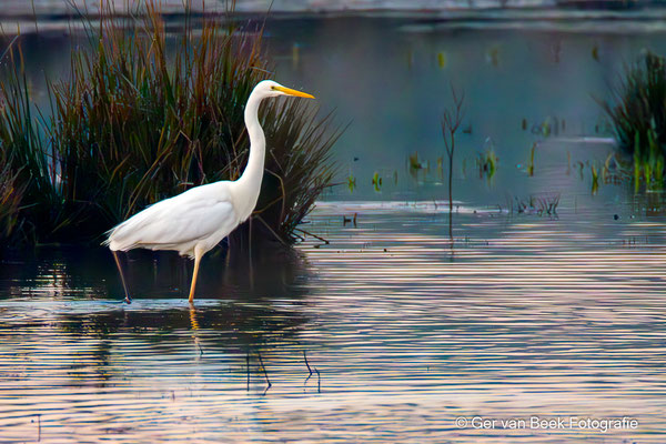 Grote zilverreiger