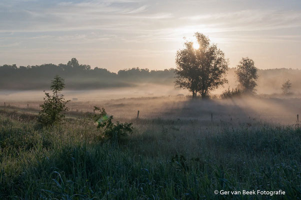 Mistflarden