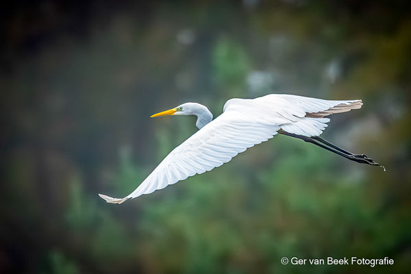 Grote zilverreiger