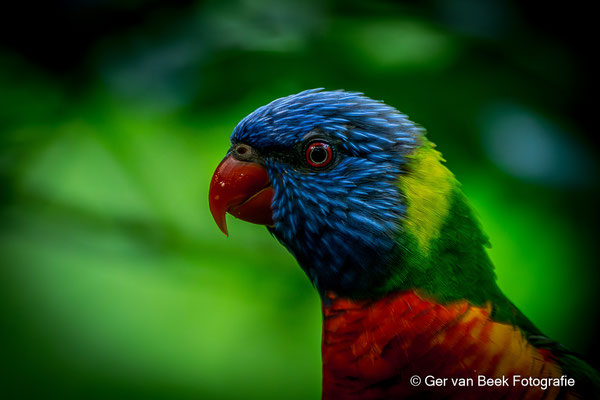 Lori van de Blauwe bergen