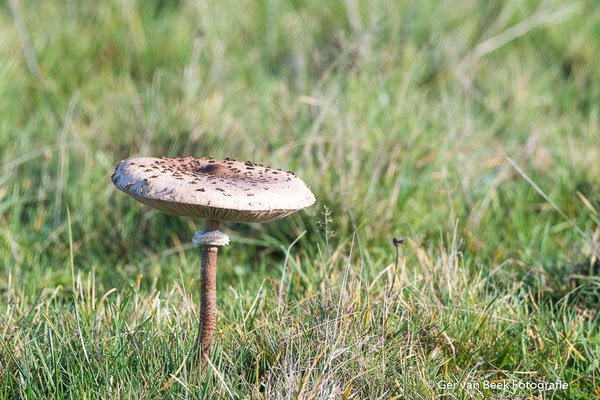 Grote parasolzwam