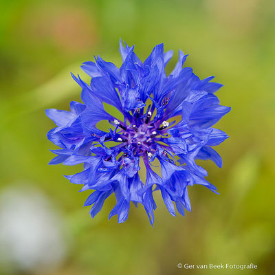 Korenbloem