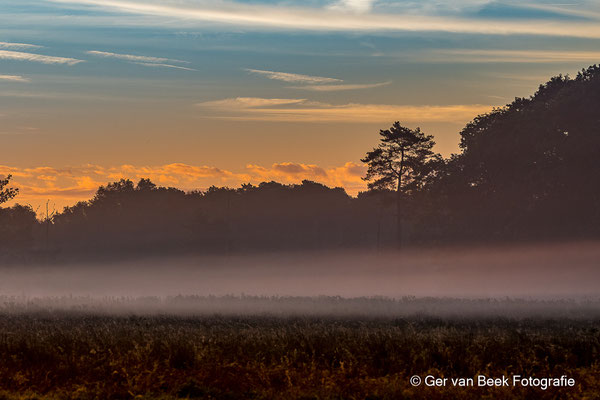 Mistflarden