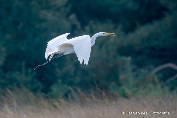 Grote zilverreiger
