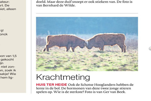 Krachtmeting, Brabants Dagblad