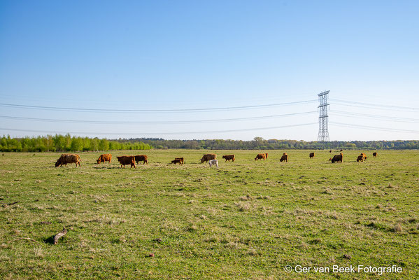 Schotse hooglander