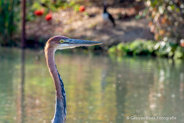 Goliath reiger