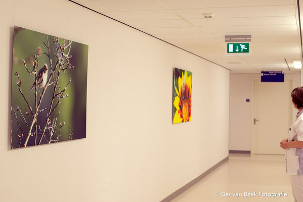 Longbehandelkamer, Jeroen Bosch Ziekenhuis