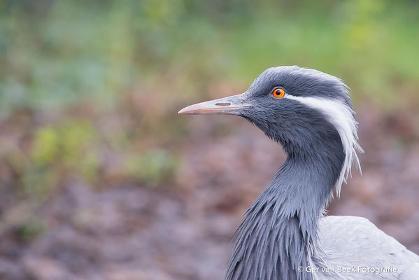 Jufferkraanvogel