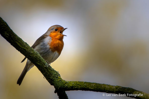 Roodborst