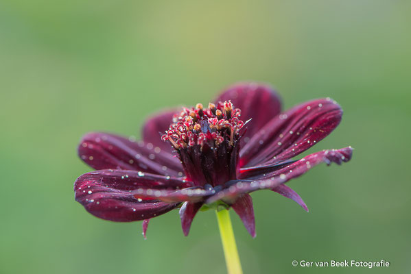 Onbekende bloem