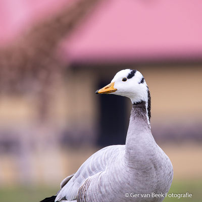 Indische gans